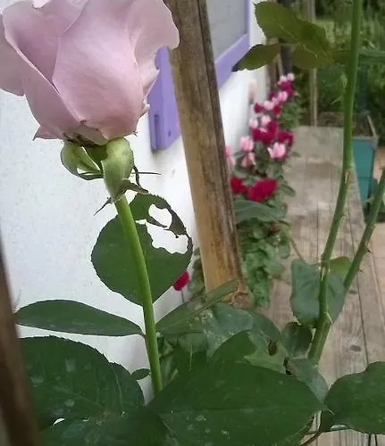 Di Campagna Bed and breakfast Mulazzo