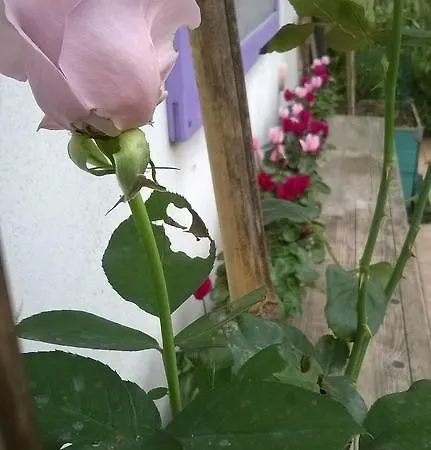 Casa Di Campagna Bed & Breakfast Mulazzo